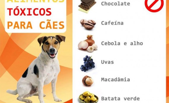 Alimentos tóxicos aos cães